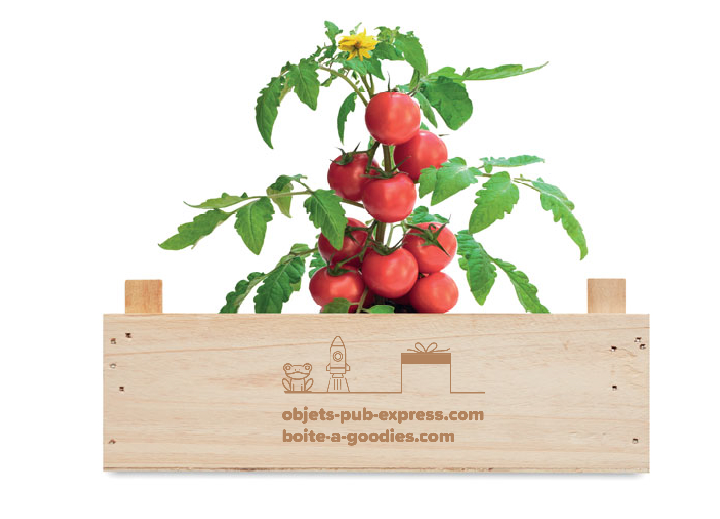 caissette à graines de tomates TOMATO